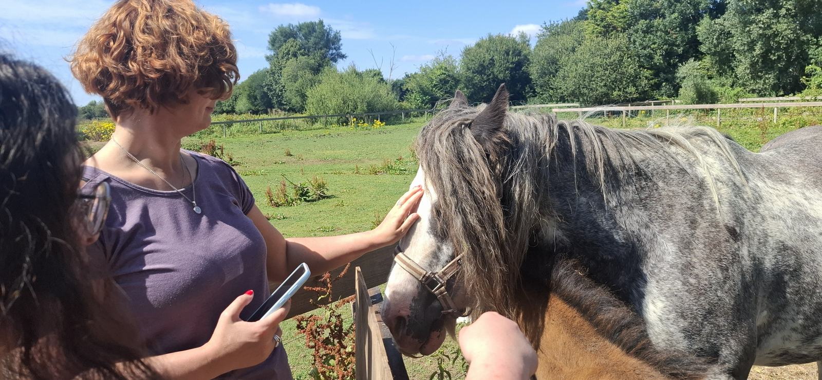 A guest stroking a grey pony at the picnic