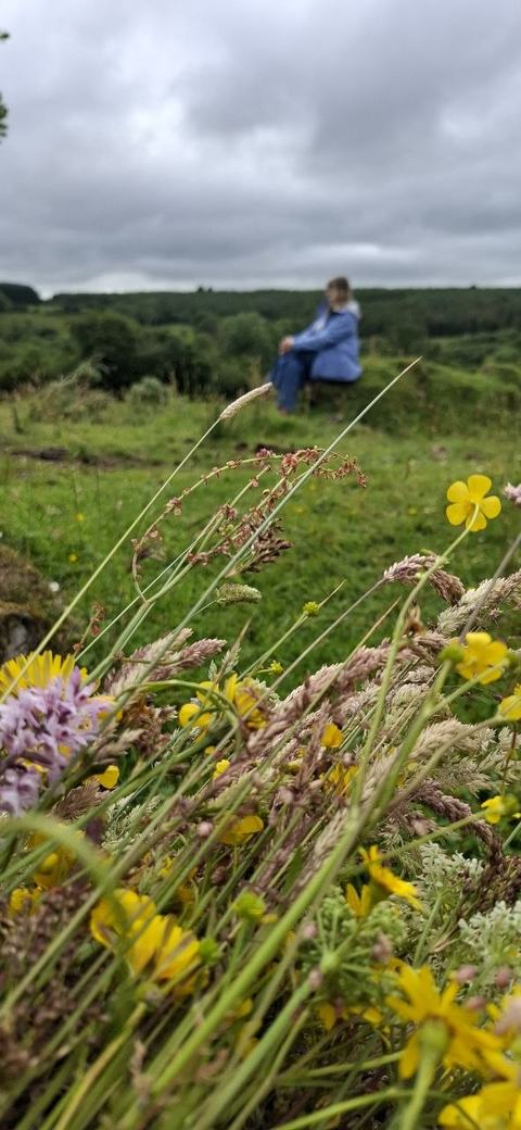 Wild flowers in a meadow with a person resting in the distance